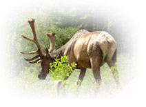 elk for sale